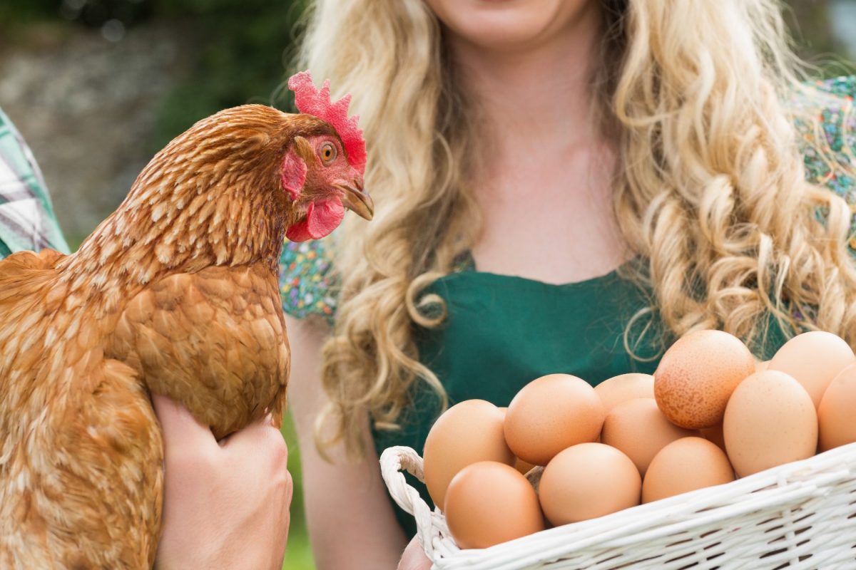 protein poultry egg industry protein poultry egg industry